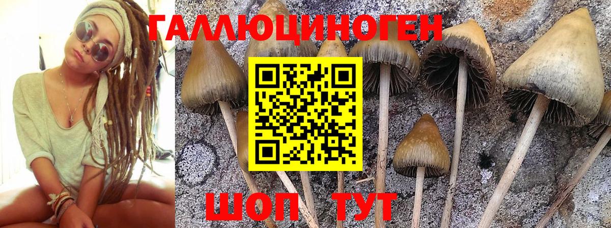 Галлюциногенные грибы Psilocybe  Вход с VPN  Стрежевой 